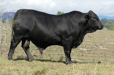 Elara ET 957 (in 2019)